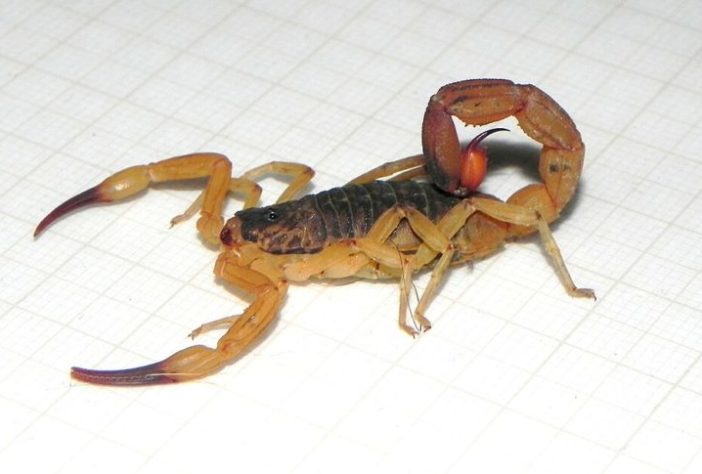 Escorpião-amarelo
