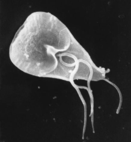 Giardia lamblia