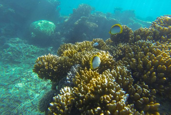 Grande Barreira de Coral da Austrália