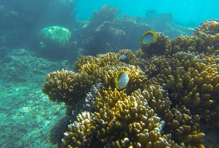 A poluição de fontes como escoamento agrícola e desenvolvimento costeiro também está prejudicando o recife. A sobrepesca está reduzindo as populações de peixes que são importantes para o ecossistema do recife.