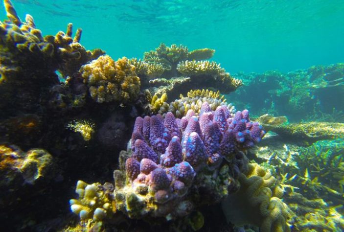 Grande Barreira de Coral da Austrália