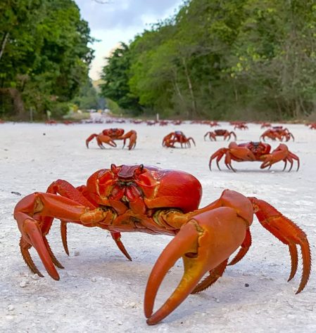 Infestação de caranguejos-vermelhos gigantes na Austrália