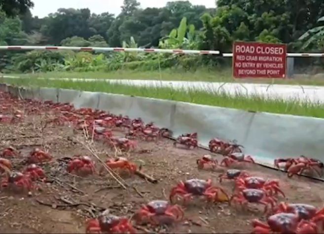 Infestação de caranguejos-vermelhos gigantes na Austrália