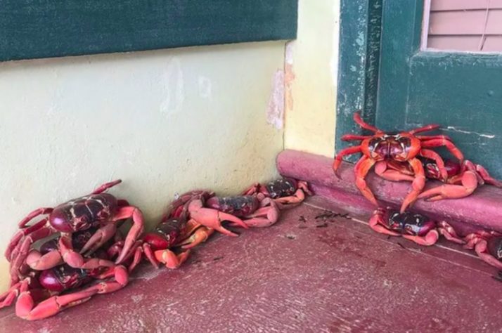 Infestação de caranguejos-vermelhos gigantes na Austrália