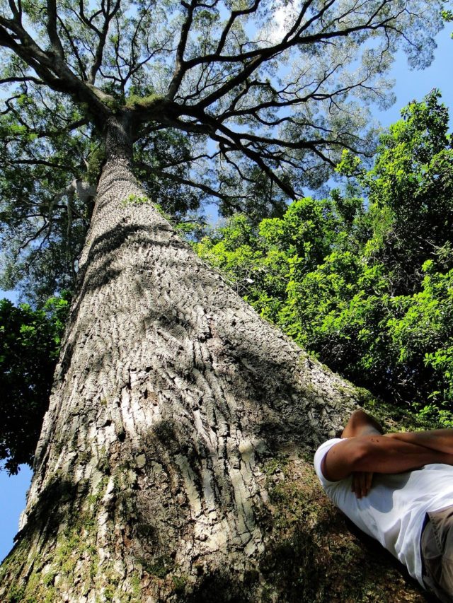Jequitibá: O Gigante da floresta está ameaçado