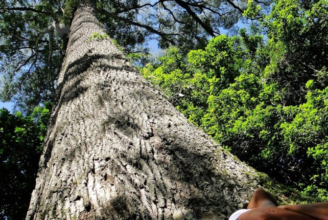 Jequitibá: O Gigante da floresta está ameaçado; veja detalhes do local
