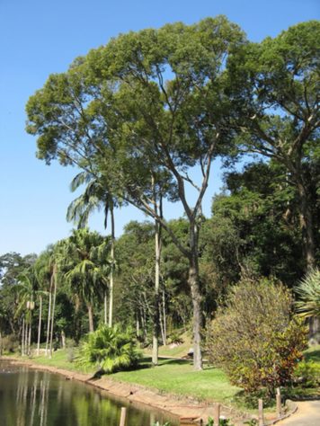 Jequitibá