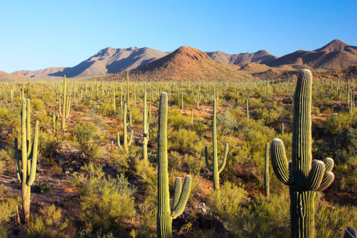 Parque Nacional Saguaro - Tucson, Arizona