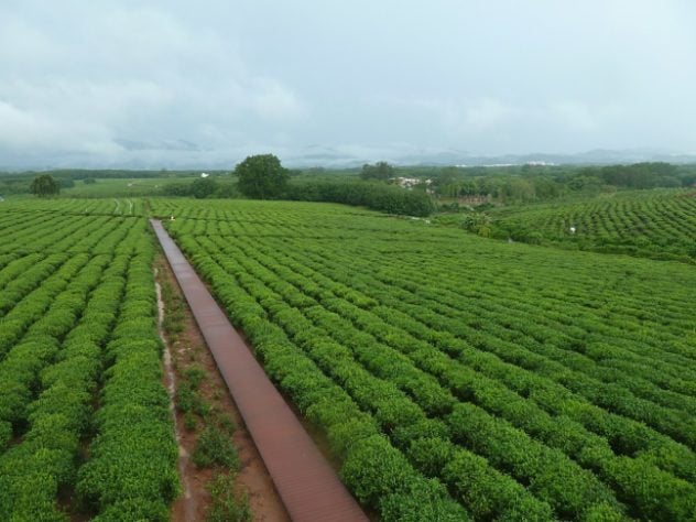 Plantação de chá na China
