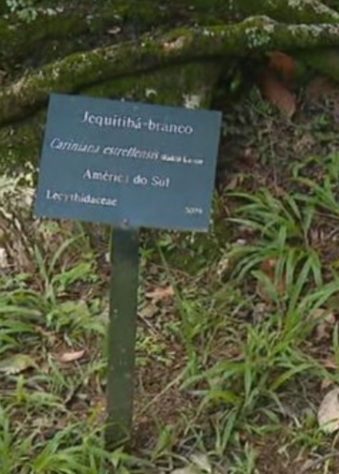 Jequitibá