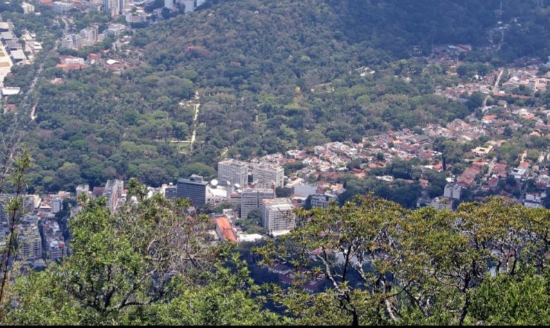 Jequitibá