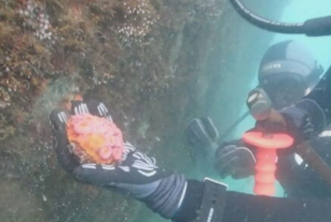 Espécie invasora: Pesquisadores retiram coral-sol do litoral brasileiro