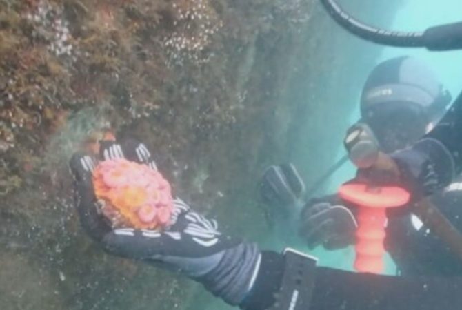Pesquisadores removem coral que é invasor do litoral brasileiro