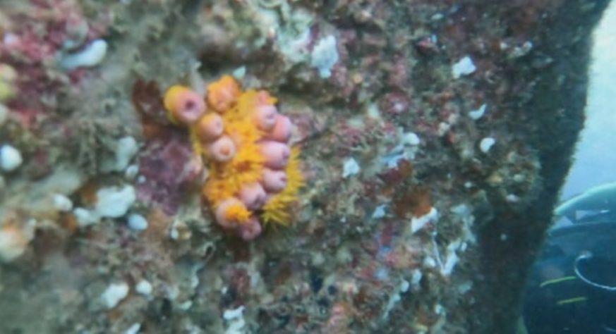 coral sol 