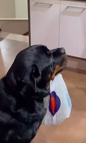 Rotweiller