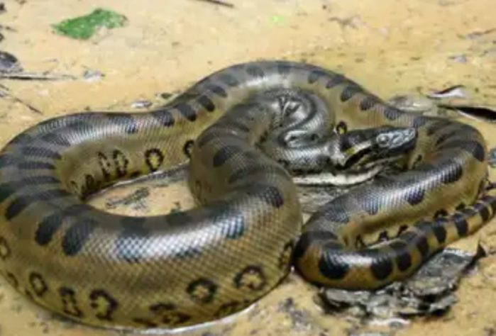 Anaconda