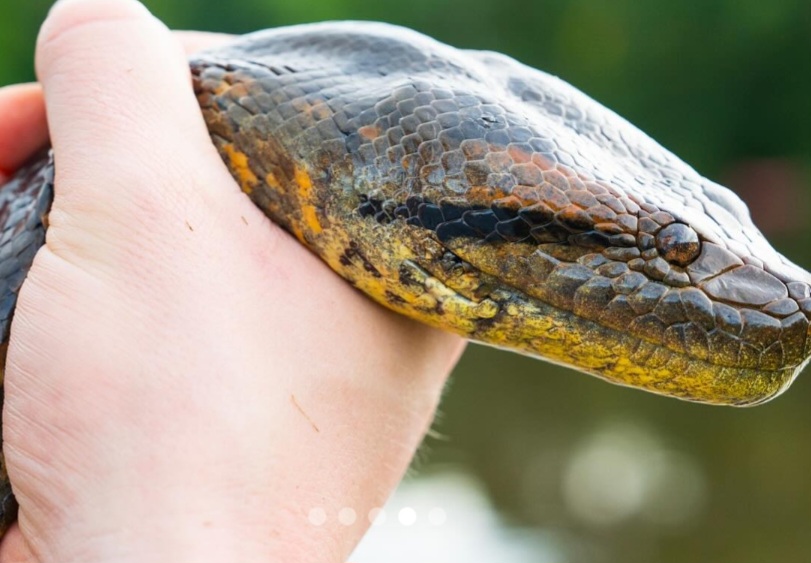 A recém-descoberta Eunectes akayima, segundo os pesquisadores, habita o Equador, Colômbia, Venezuela, Trinidad, Guiana, Suriname e Guiana Francesa, conforme levantamento feito pelos pesquisadores.  Eles a chamaram de  “anaconda verde do norte”.