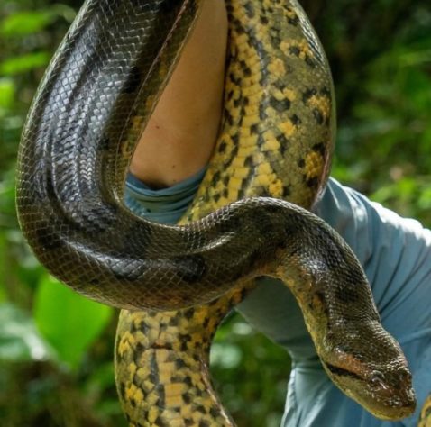Anaconda