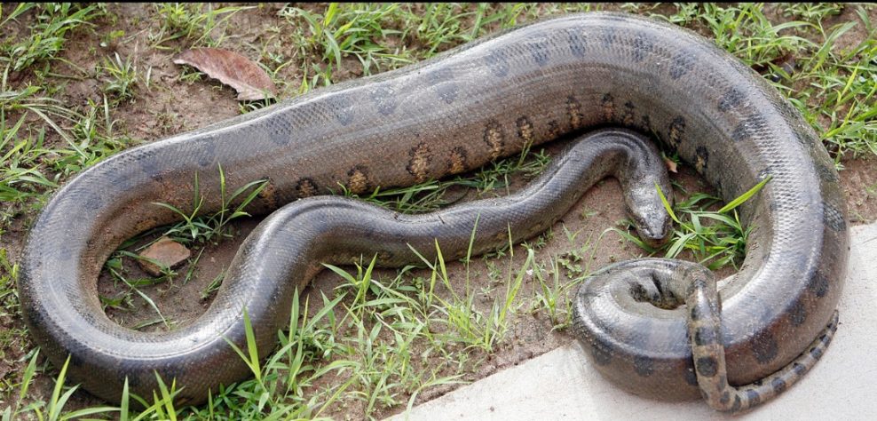 Anaconda
