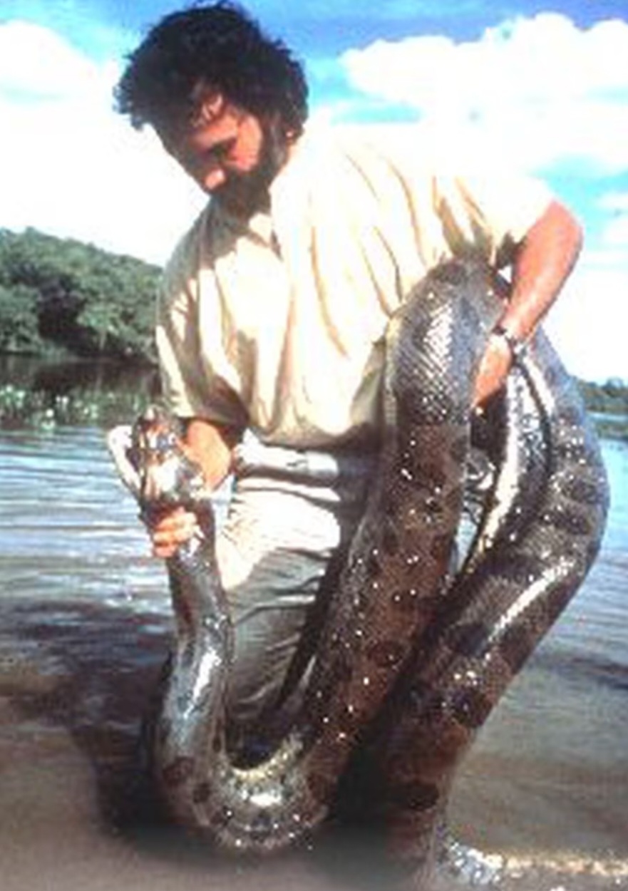 Henrique afirma que o estudo de Rivas está disponível para acesso dr pesquisadores e faz uma distinção entre sucuris de diferentes países, sem a abordagem sugerida por Vonk. Na foto, Rivas com uma sucuri no documentário 