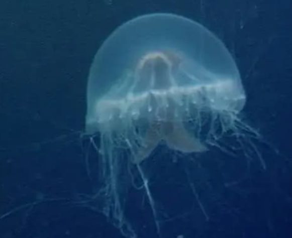 Brasileiro identifica nova espécie de água-viva no Oceano Pacífico 