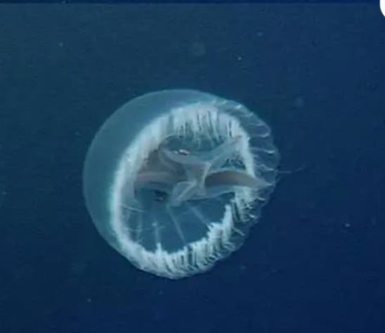 Brasileiro identifica nova espécie de água-viva no Oceano Pacífico 