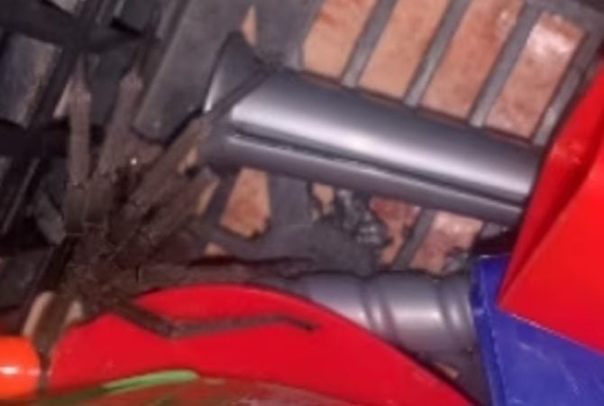 Caso serve de alerta: aranha venenosa estava na caixa de brinquedos