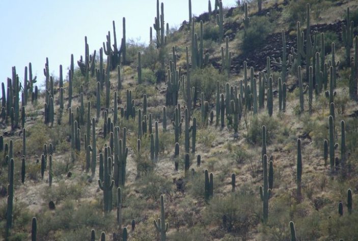 Tucson, Arizona