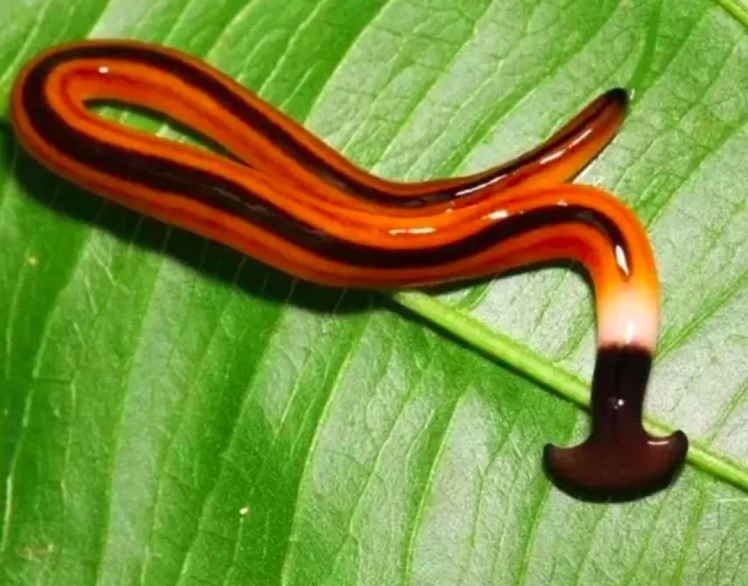 O "Bipalium kewense" (nome científico) é um tipo de verme achatado que não é parasita e vive na terra. Ele é parte de um grupo chamado Terricola e acredita-se que venha do sudeste asiático.