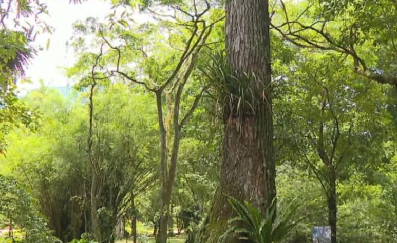Jequitibá