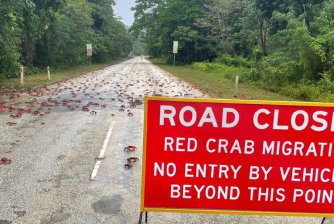 Fim de outubro: começa a curiosa migração de caranguejos que fecha a estrada em ilha australiana