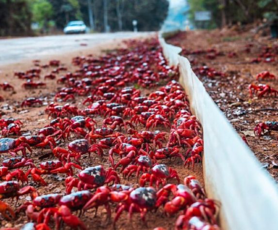 Infestação de caranguejos-vermelhos gigantes na Austrália