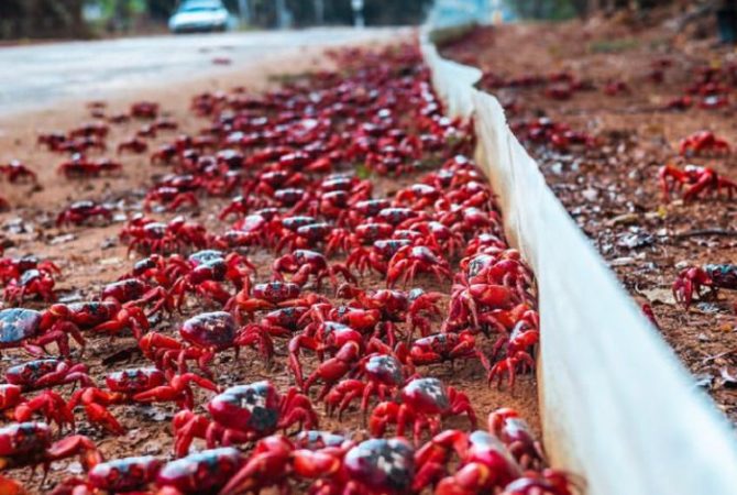 Caranguejos gigantes invadem todos os anos a Austrália