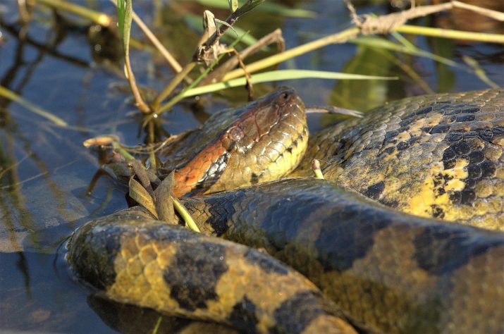 Anaconda