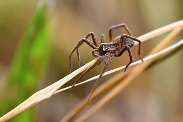 aranhas 