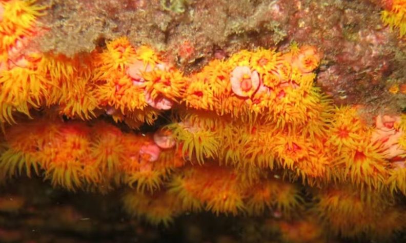 coral sol 