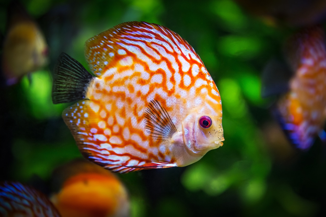 Peixe- Este Ã© um sÃ­mbolo mundial de boa sorte, representando abundÃ¢ncia e prosperidade. Encontrado em lojas de decoraÃ§Ã£o e artigos religiosos, Ã© especialmente valorizado na cultura chinesa, associado Ã  riqueza e ao sucesso. Na tradiÃ§Ã£o judaica, o peixe Ã© consumido durante celebraÃ§Ãµes como sÃ­mbolo de sorte e bÃªnÃ§Ã£o.