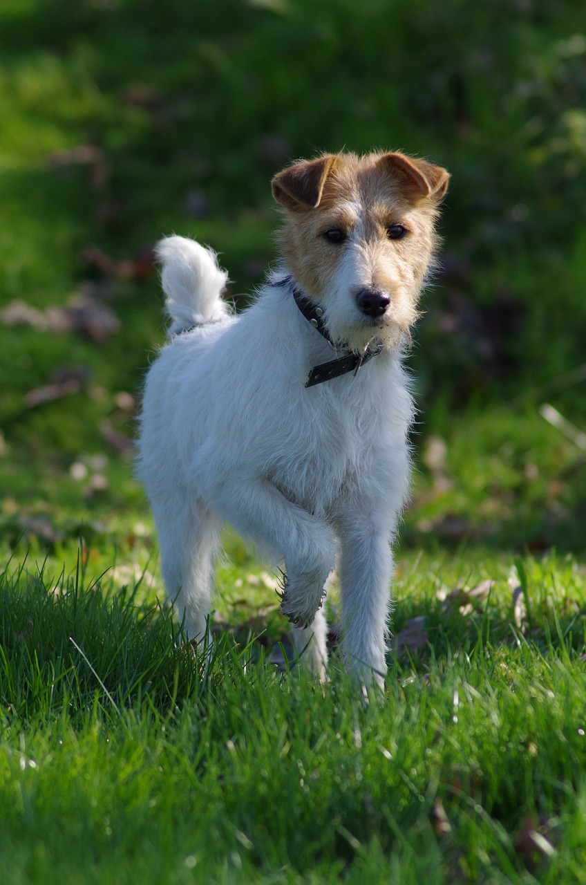 Fox Terrier — Ágil, curioso e bastante ativo, também carrega uma forte herança de cão de caça. Sua atenção constante ao que acontece ao redor pode torná-lo bastante vocal. Movimento de pessoas ou animais, novidades no ambiente e excitação são alguns dos estímulos para os latidos.