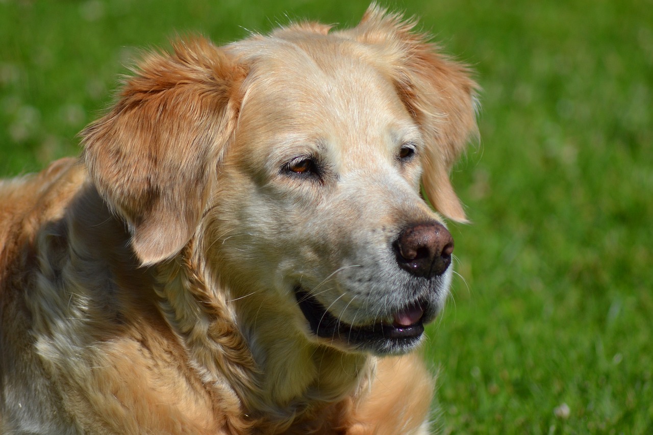 Olhos escuros, pelos robustos e a doçura são apenas algumas das marcas registradas do golden retriever. Esse dog de grande porte, além de não latir muito, é extremamente amável.