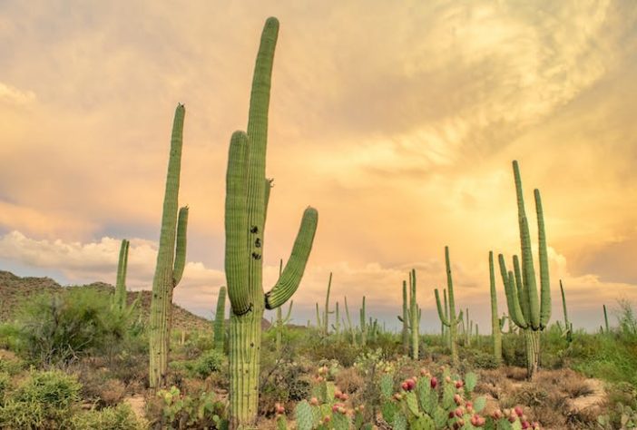 Tucson, Arizona