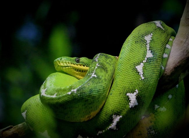 Anaconda