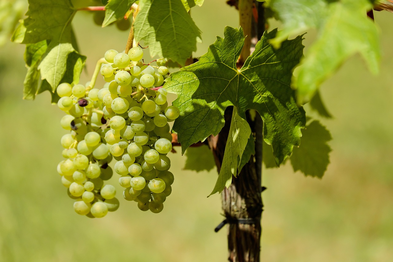 Uva verde (não madura) - Uvas verdes de variedades específicas, como Thompson, podem ser bem azedas se colhidas antes da maturação. São ricas em polifenóis e antioxidantes, úteis para circulação; são melhores cozidas ou em geleias adoçadas, e entram em pratos salgados e vinagres.