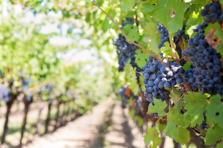 Outra regra: o vinho precisa ser feito apenas com uvas bem maduras e não pode levar nenhum tipo de conservante, corante, açúcar ou outros aditivos.