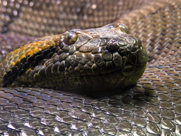 Anaconda