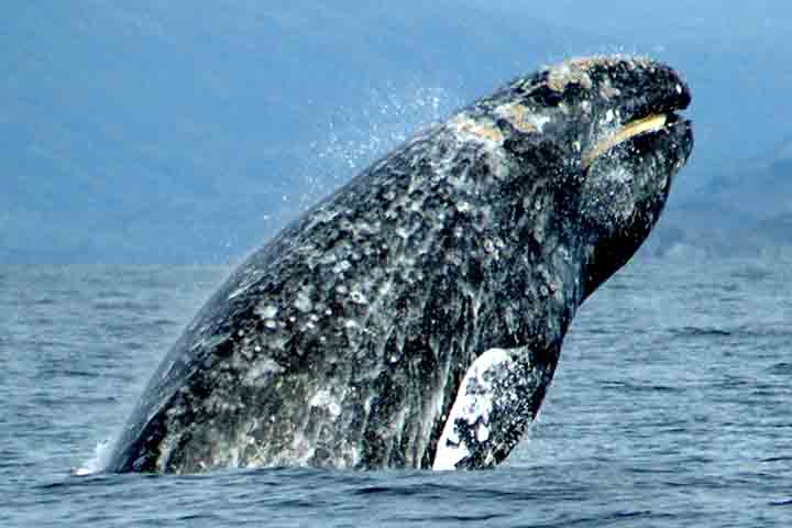 Baleia-cinzenta é vista no Oceano Atlântico após mais de 200 anos - Merrill Gosho/Wikimédia Commons