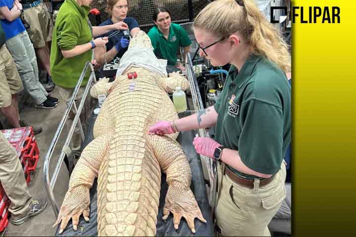 Recentemente, a equipe de veterinários de um zoológico, nos Estados Unidos, precisou fazer uma cirurgia de emergência para remover dezenas de moedas do estômago de um jacaré desse tipo. -Divulgação  Zoológico e Aquário Henry Doorly