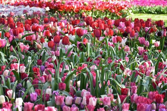 Parque Keukenhof, Holanda - Tulipas