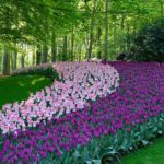 Parque Keukenhof, Holanda - Tulipas