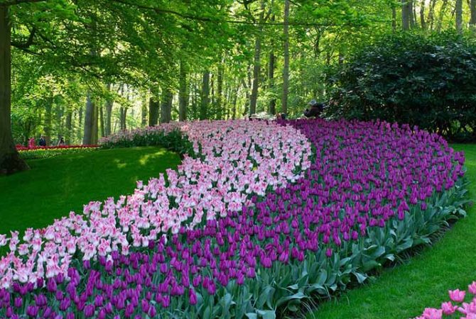 Tulipas se destacam pela forma, pela cor e pelo simbolismo