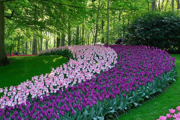 Parque Keukenhof, Holanda - Tulipas